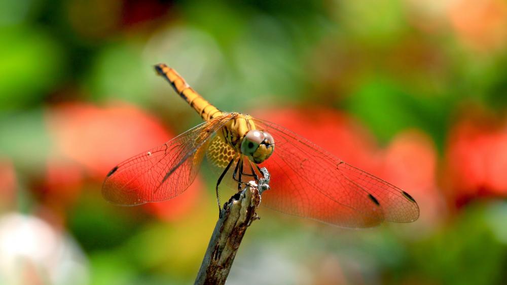 Dragonfly - Macro photography wallpaper