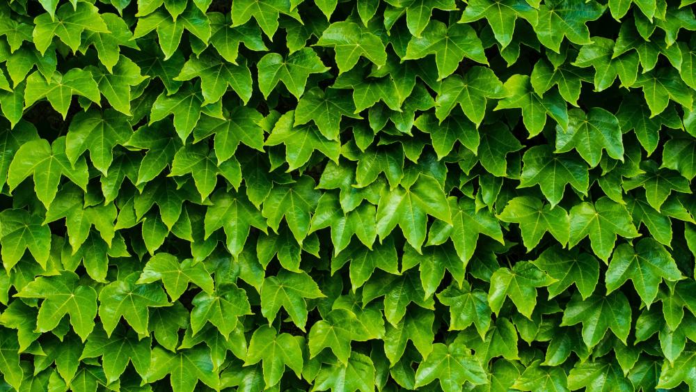 Green fence wallpaper