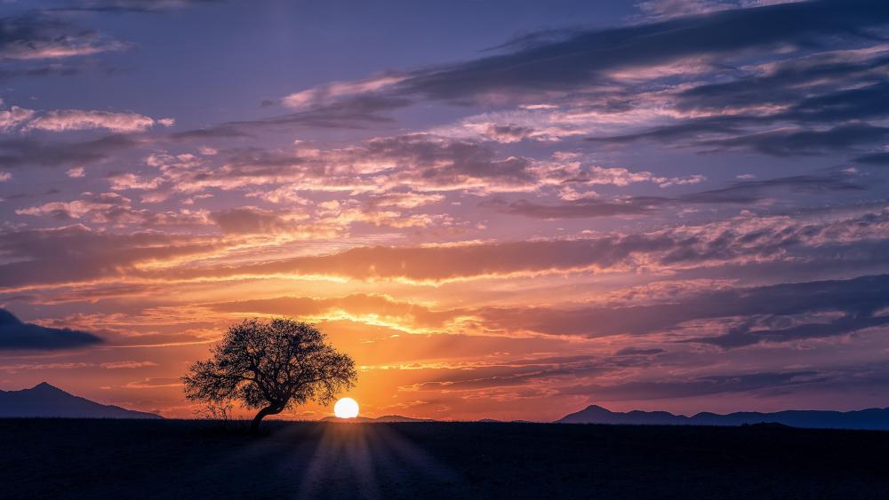 Lone tree in the sunset wallpaper