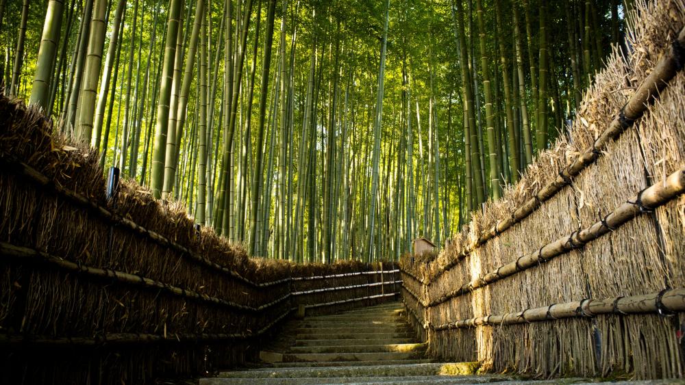 Bamboo forest path wallpaper