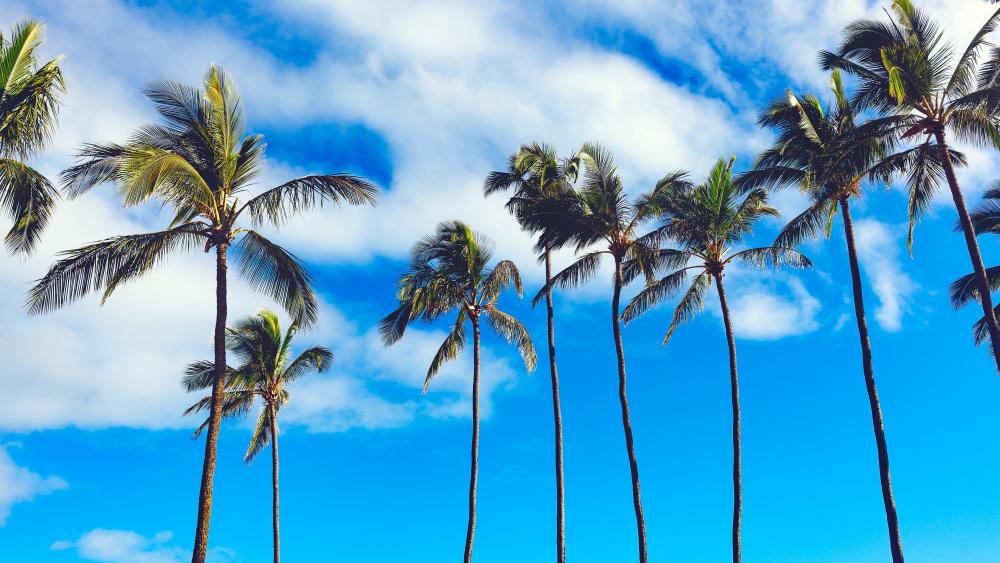 Palm trees and sky wallpaper