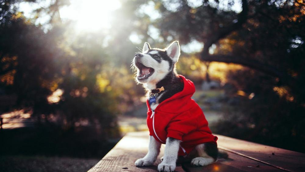 Husky puppy in red coat wallpaper