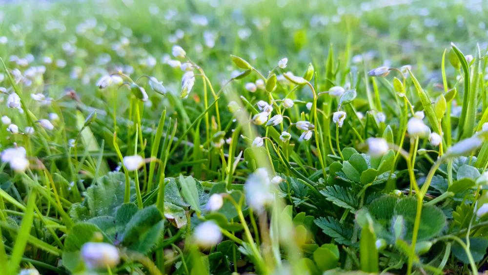 Blurry  groundcover wallpaper