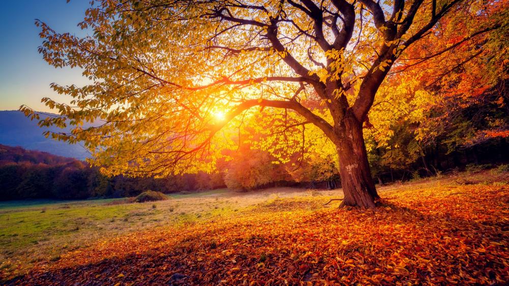 Fall tree in the morning sunlight wallpaper
