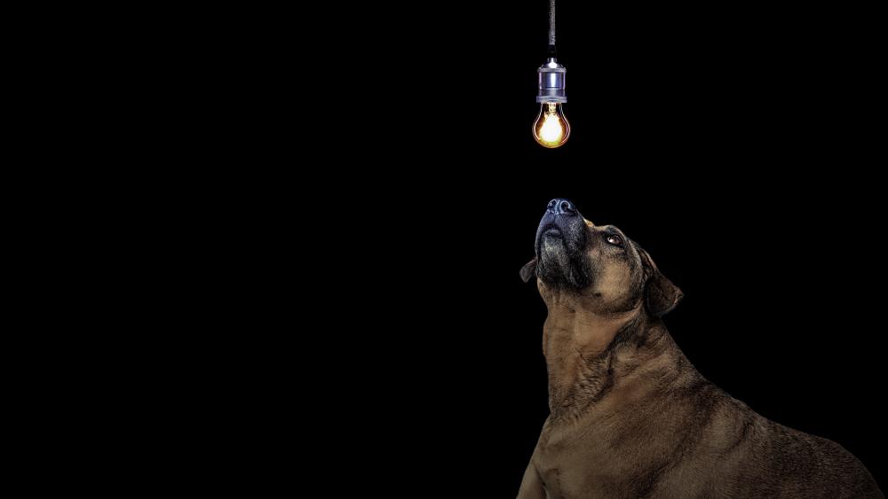 Dog and a bulb wallpaper
