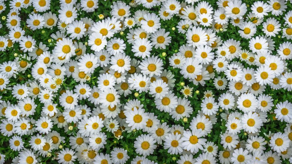 Camomile flower carpet wallpaper