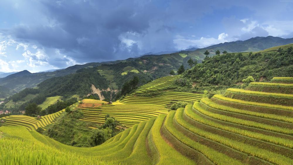 Vietnam rice field wallpaper