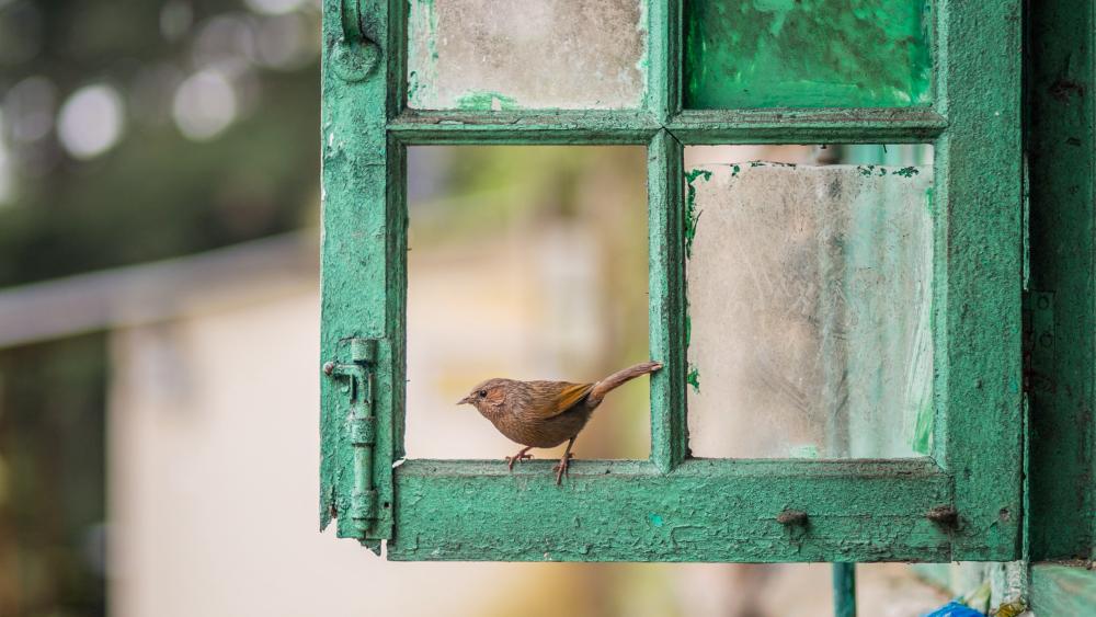 Bird sitting on a window wallpaper