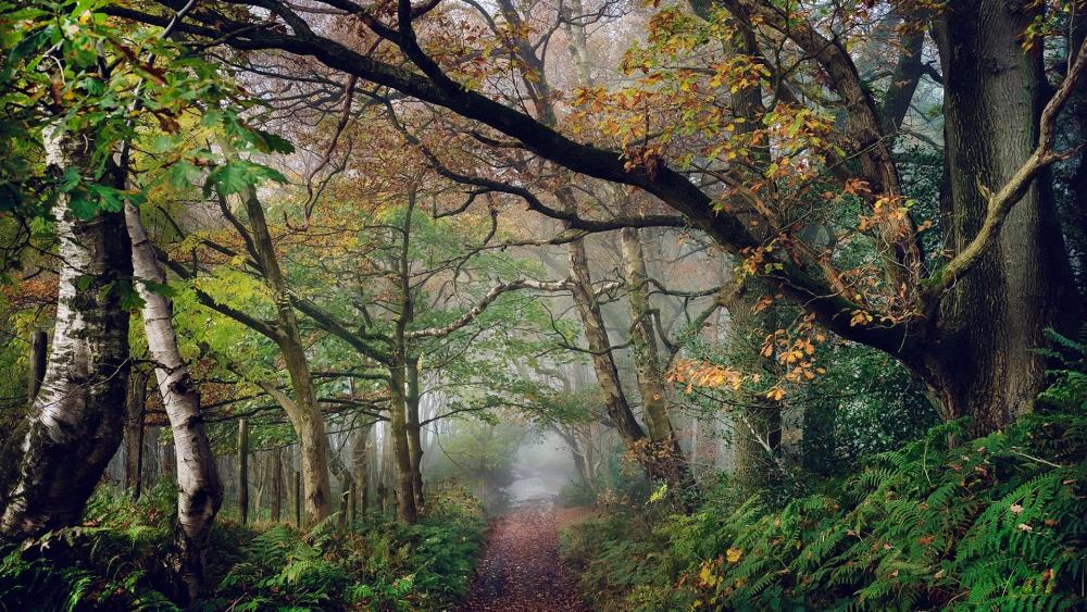 Path in the autumn forest wallpaper