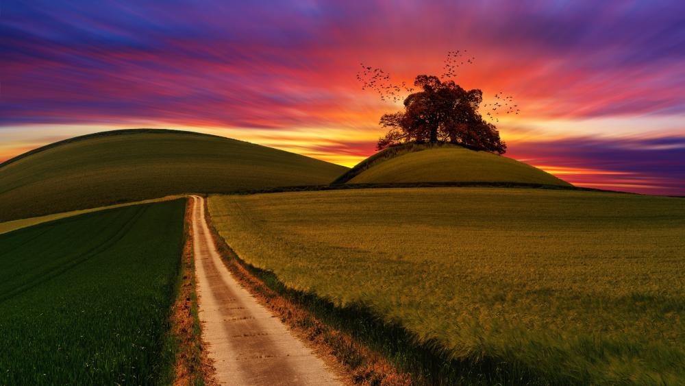 Lone tree on the hilltop wallpaper