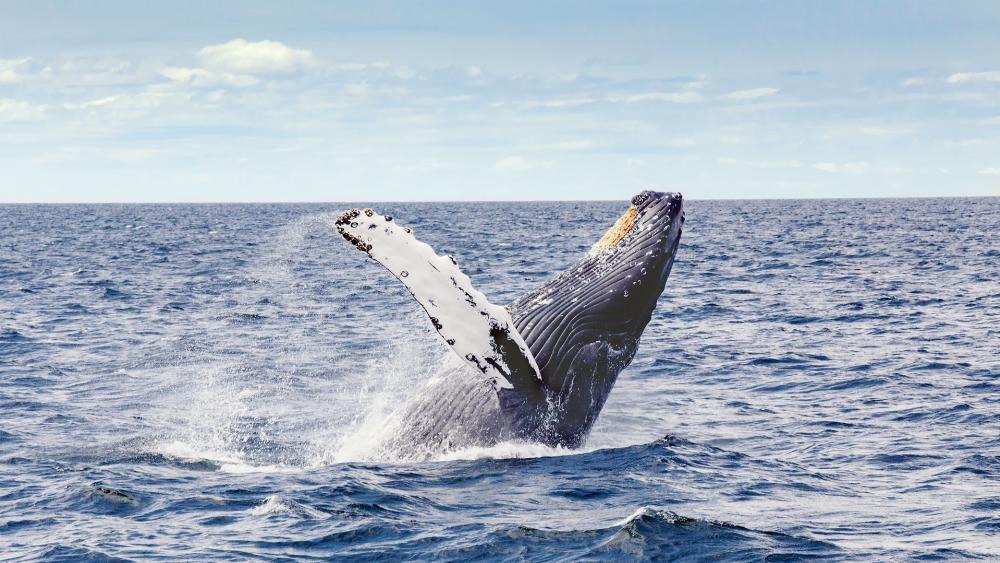 Humpback whale wallpaper