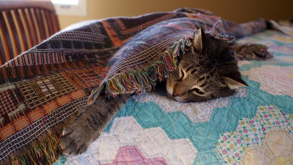 Kitty under the blanket wallpaper