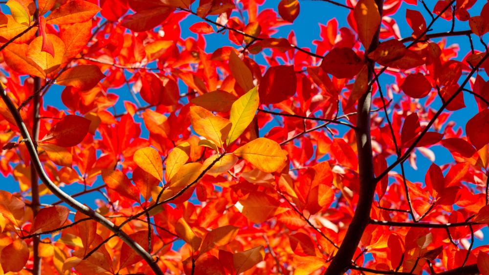 Red and orange leaves wallpaper