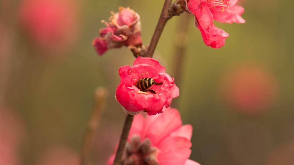 Bee and Peach Blossom wallpaper