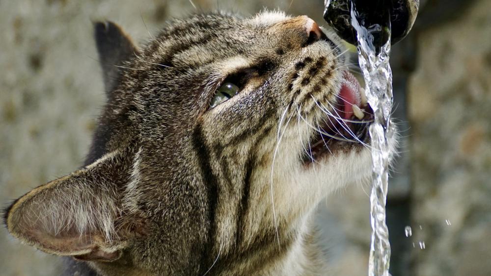 Cat drinking tap water wallpaper
