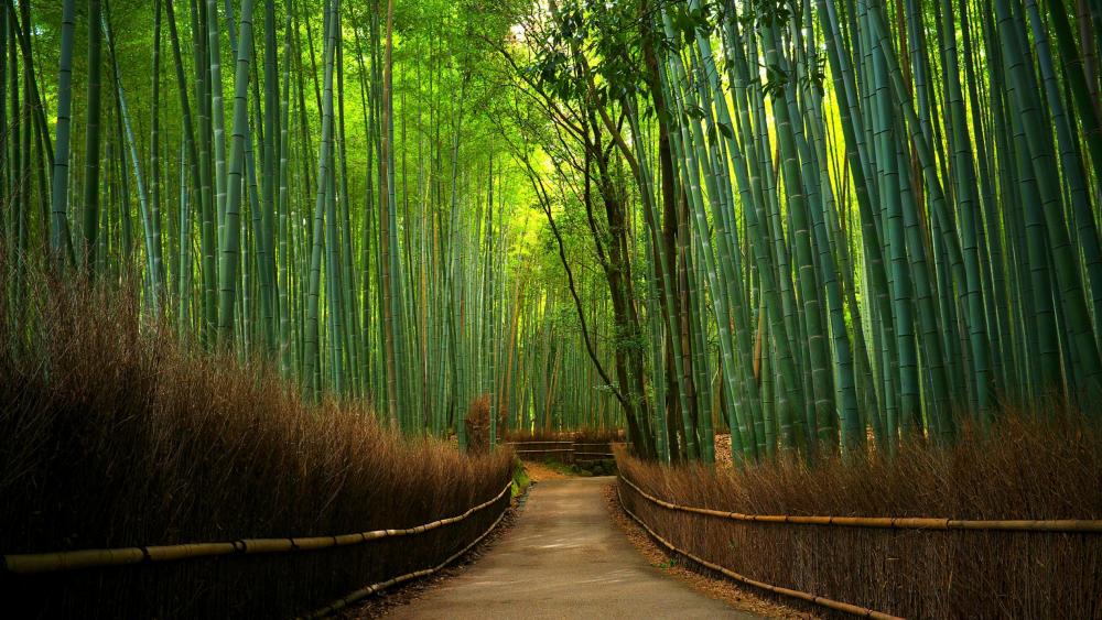 Arashiyama Bamboo Forest wallpaper
