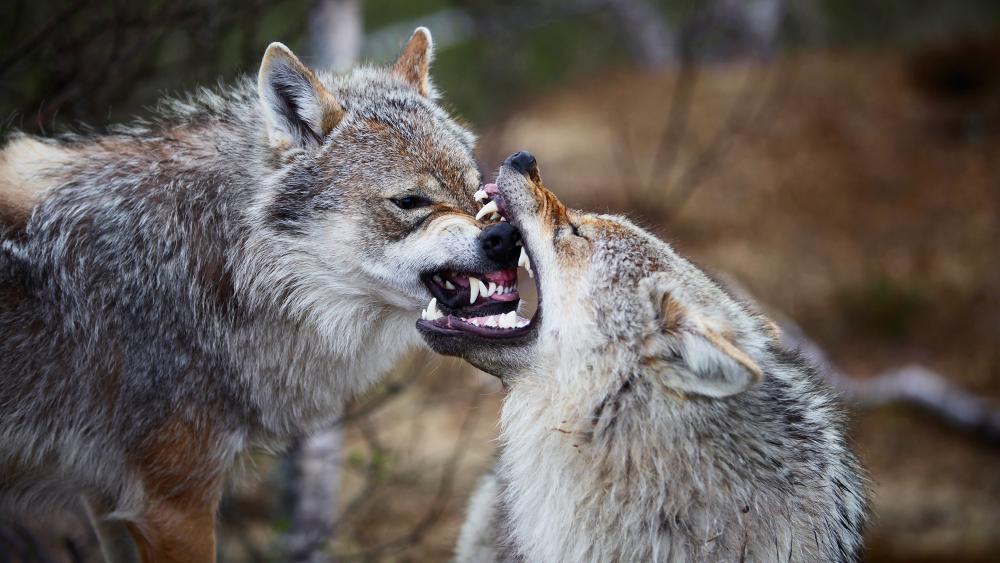 Wolves fighting wallpaper