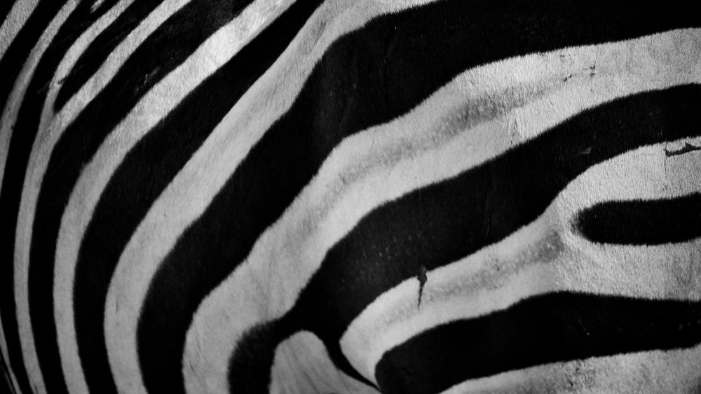 Zebra sample wallpaper