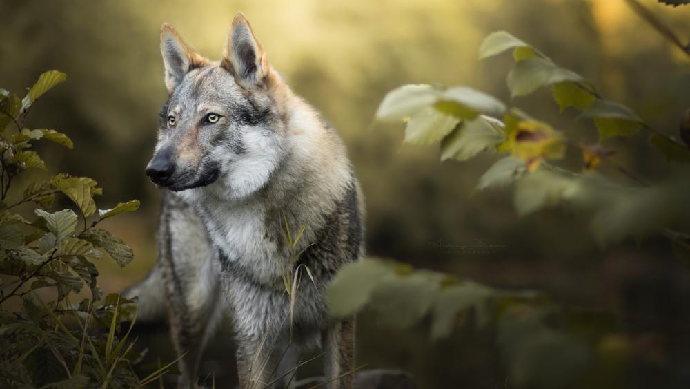 Czechoslovakian Wolfdog wallpaper