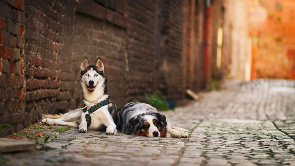 Border Collie with Husky wallpaper