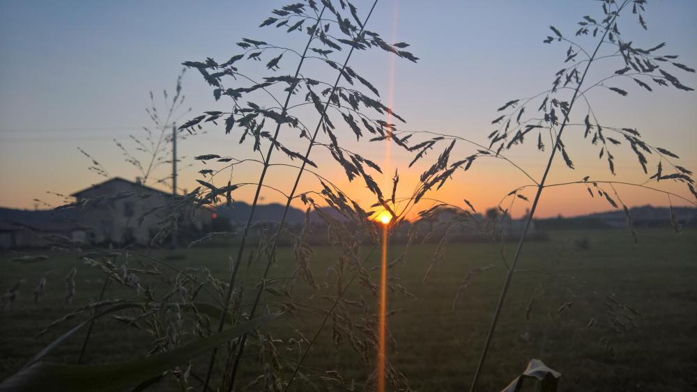 Serene Sunset Behind Tall Grass Filmed in 4K Quality wallpaper