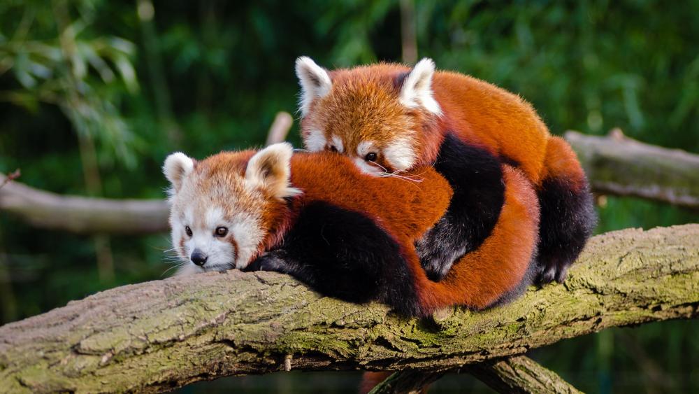 Red panda cuddle wallpaper