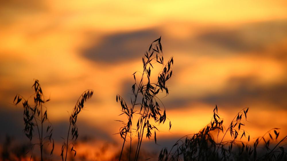 Grass silhouette in the sunset wallpaper