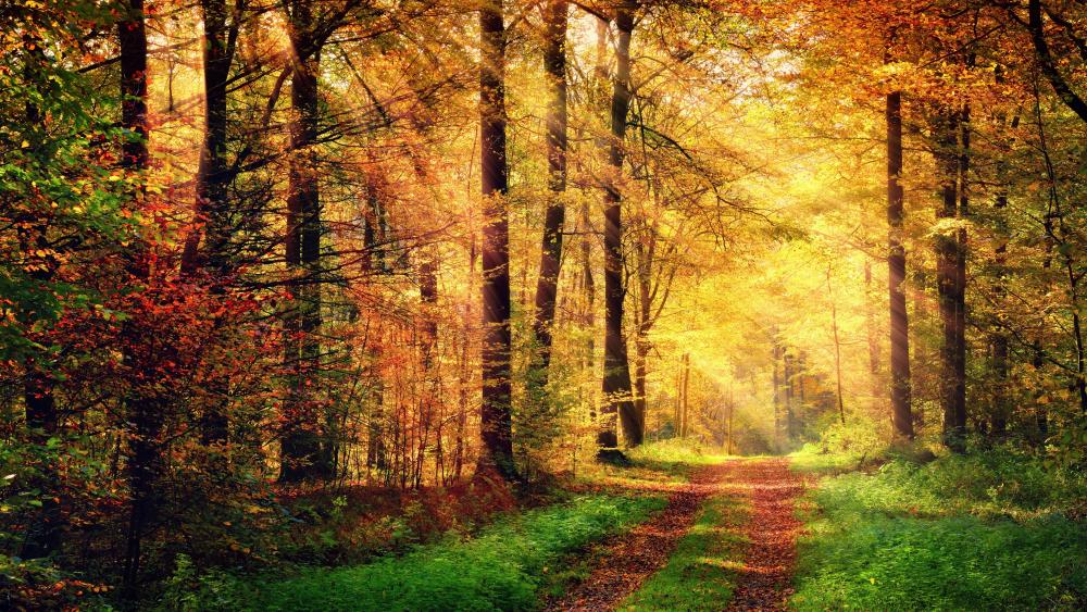 Fall forest path in the rays of sun wallpaper