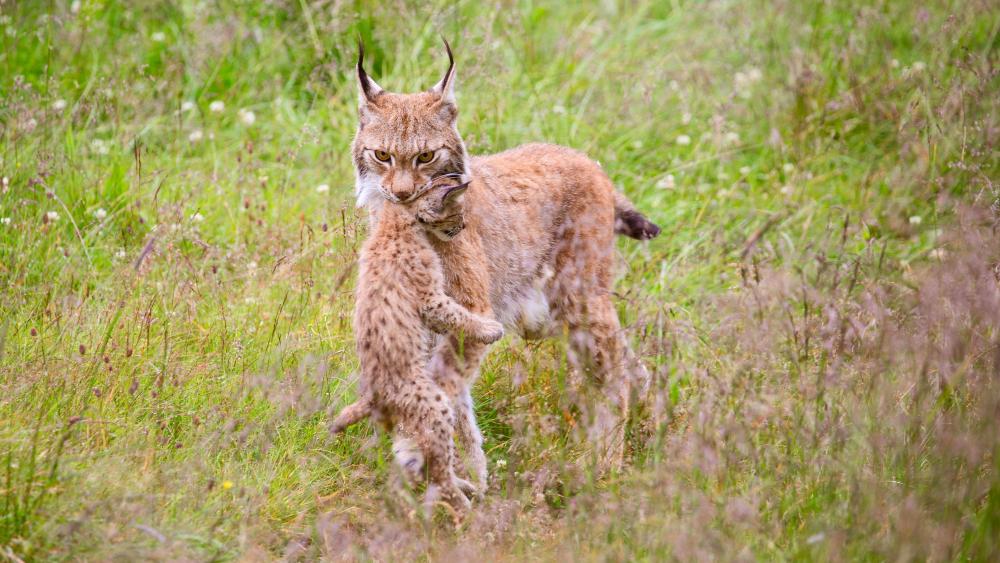 Bobcat mom and her baby wallpaper