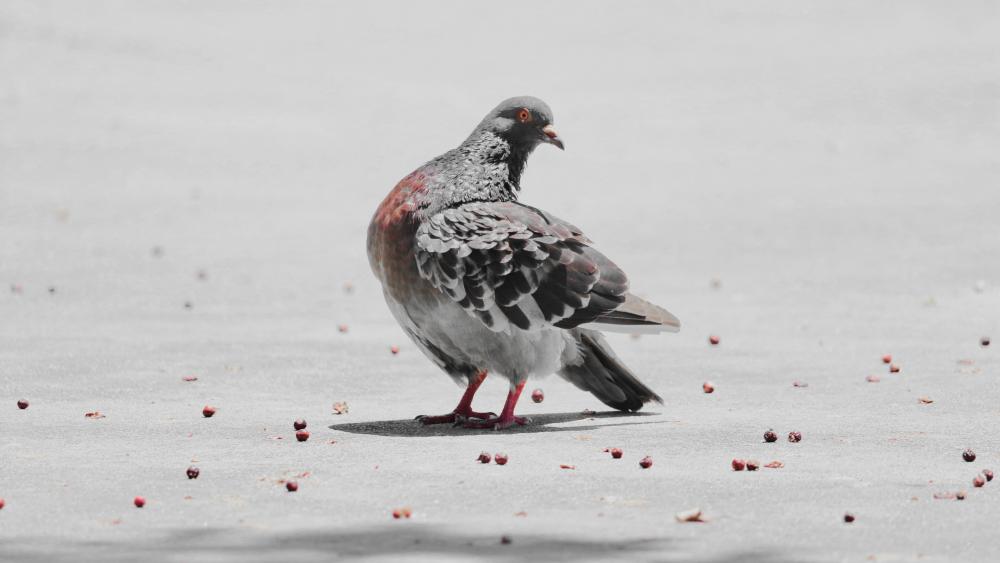 pigeon wallpaper