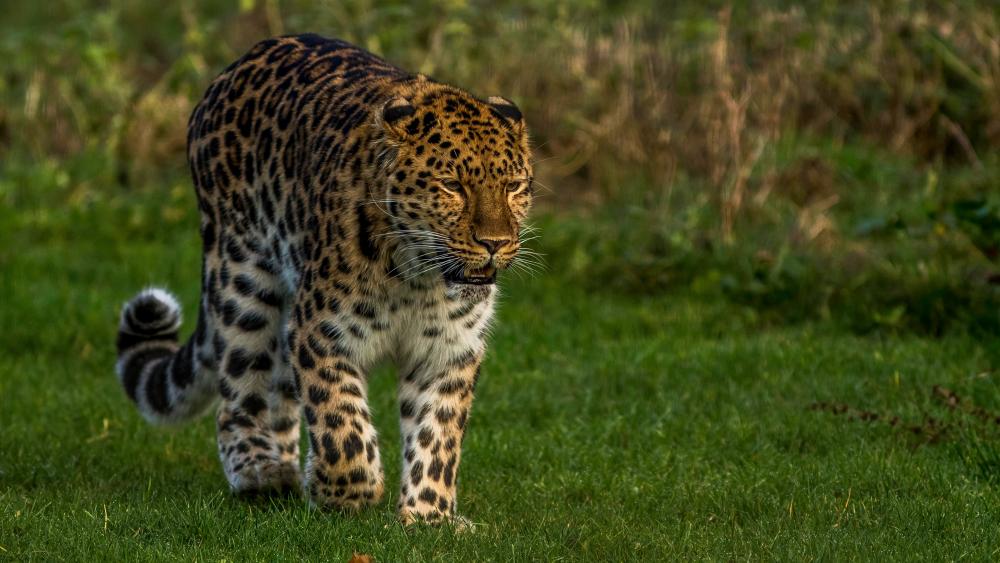 Leopard walking in the grass wallpaper