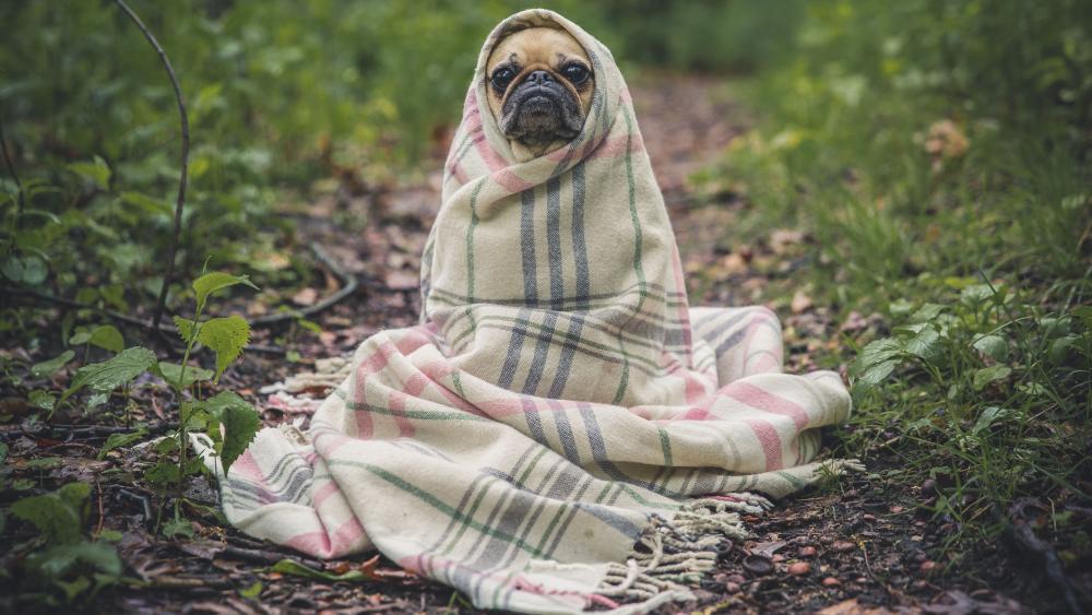 Pug dog wrapped in a blanket wallpaper