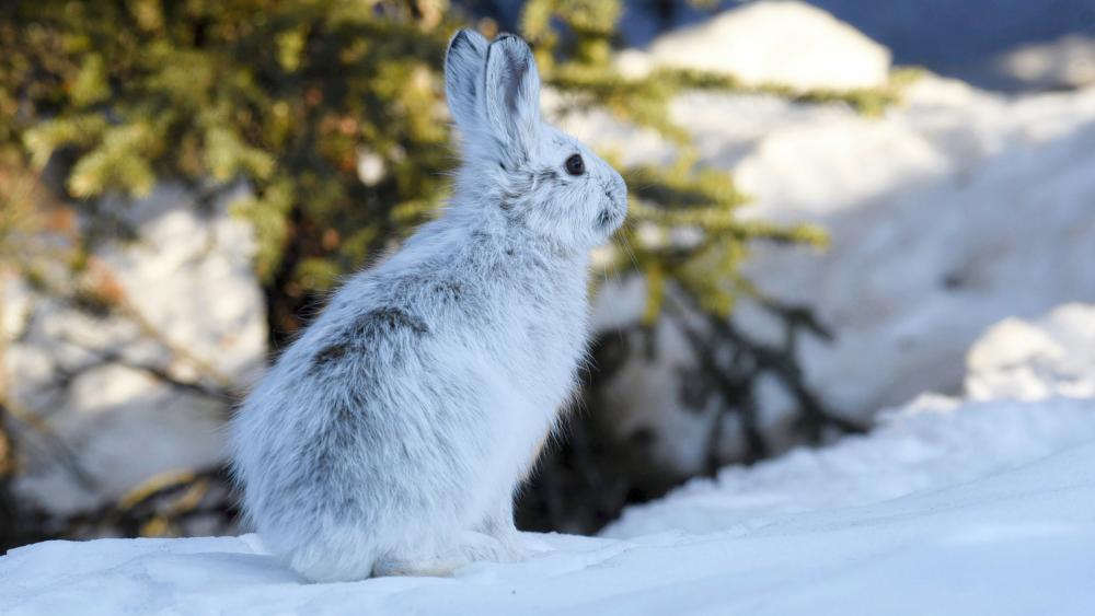 Rabbit in the snow wallpaper