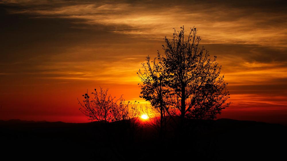 Tree silhouette in the sunset wallpaper