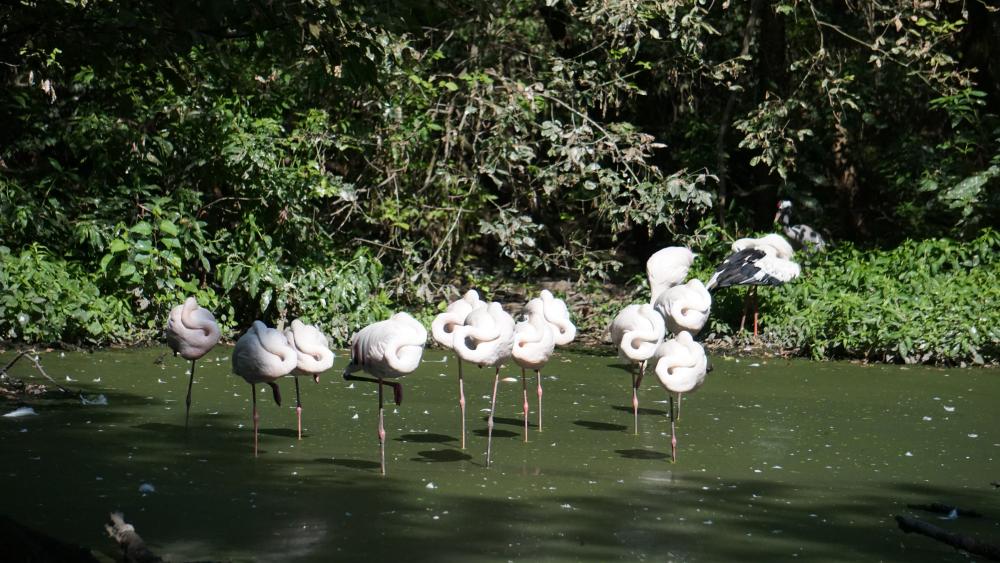 White Flamingos wallpaper