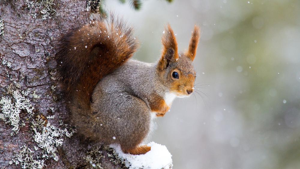 Cute squirrel in the snowfall wallpaper