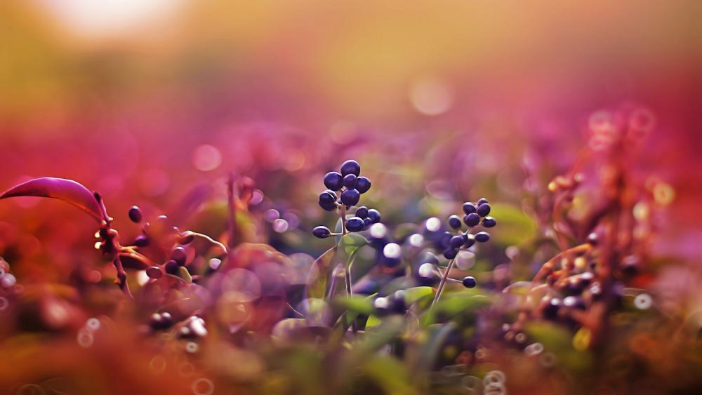 Blurred berries wallpaper