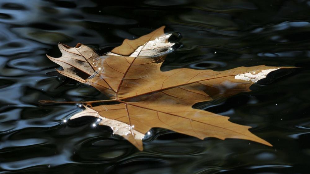 Maple leaf floating on the water wallpaper