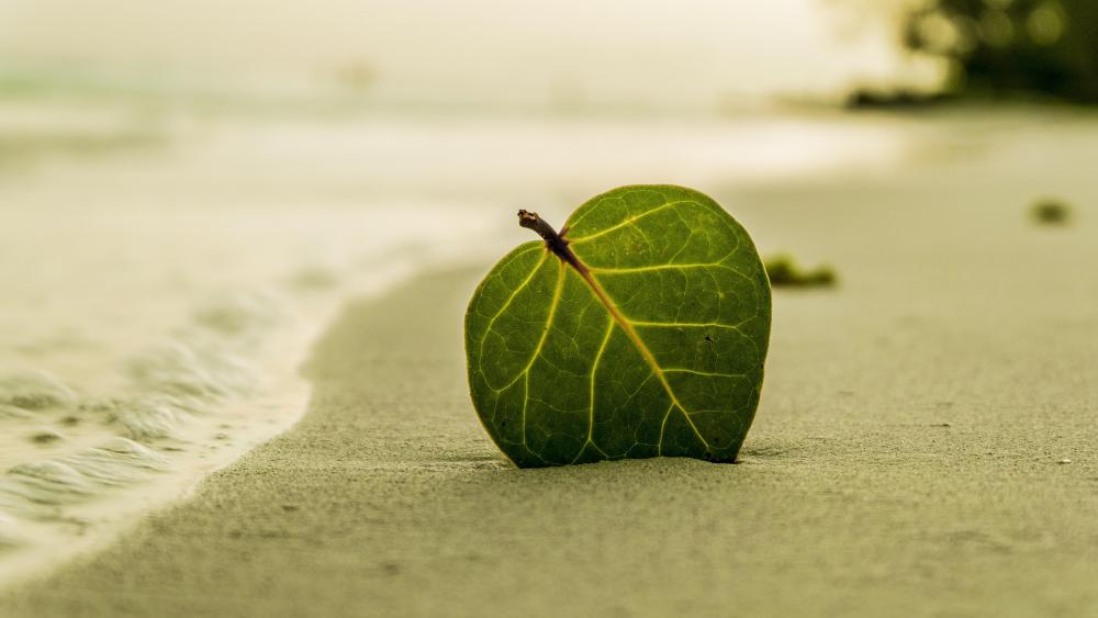 Green leaf in the sand wallpaper
