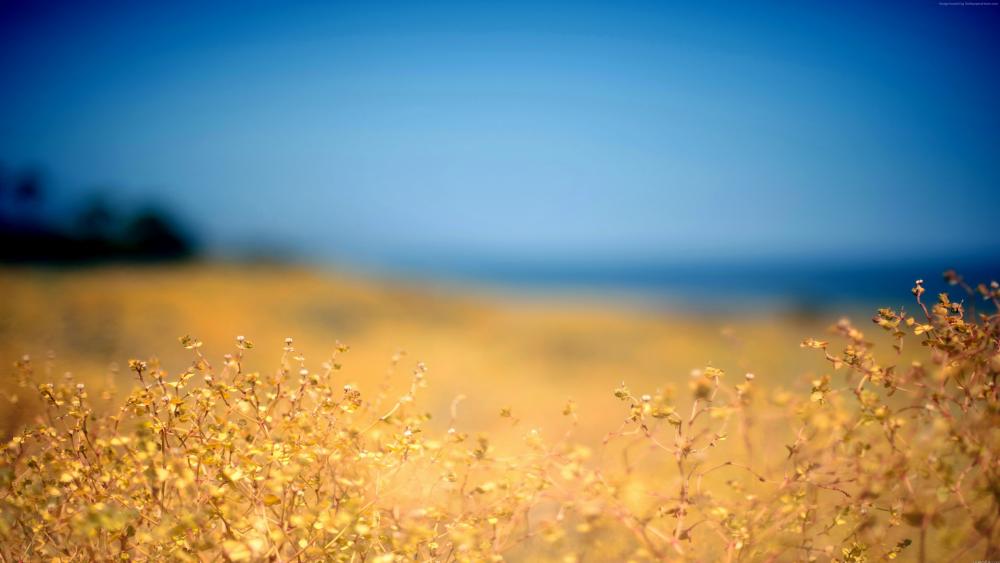 Blurred flower field wallpaper