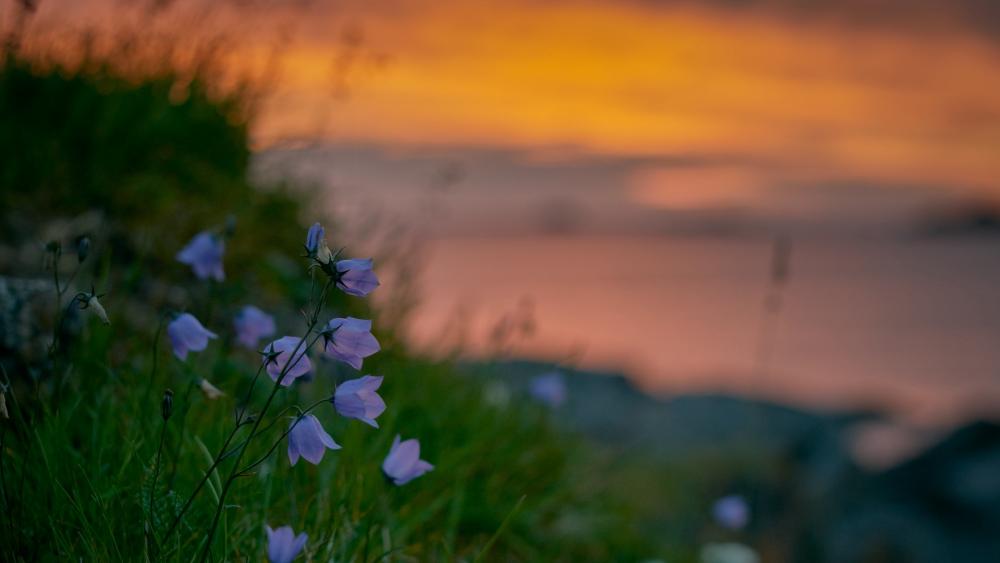 Blubell flower wallpaper