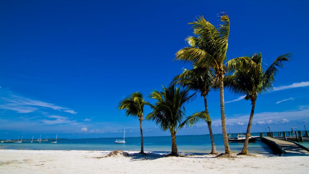 White sandy beach with palms wallpaper