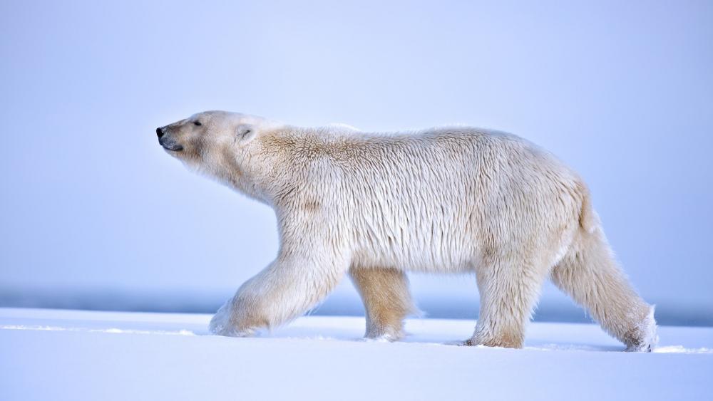 Polar bear walking in the snow wallpaper