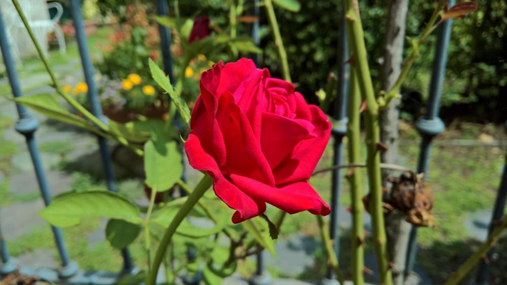 Red rose in the garden wallpaper
