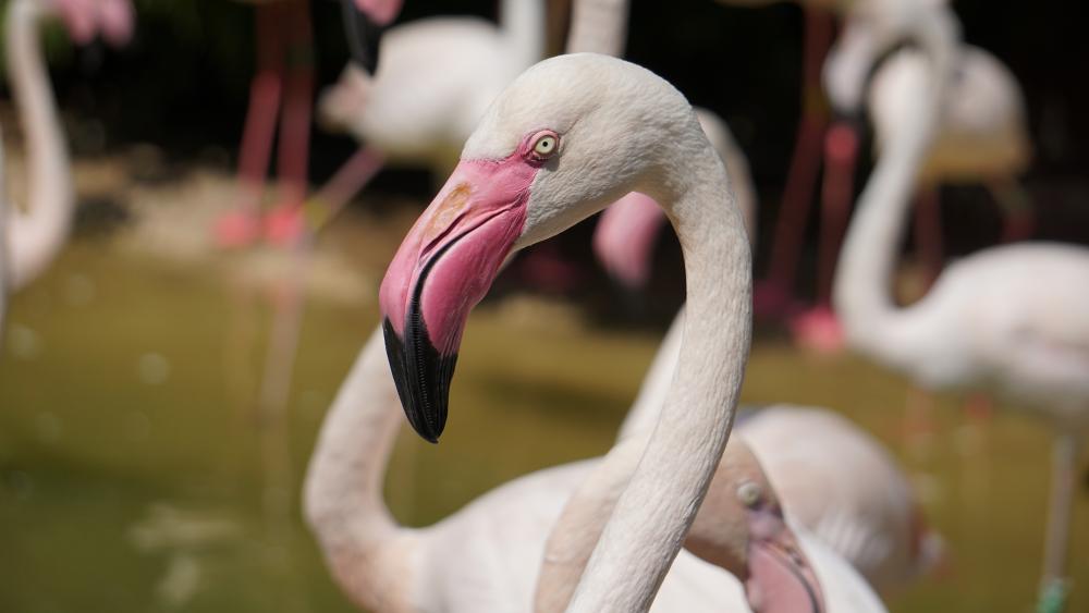 White flamingos wallpaper