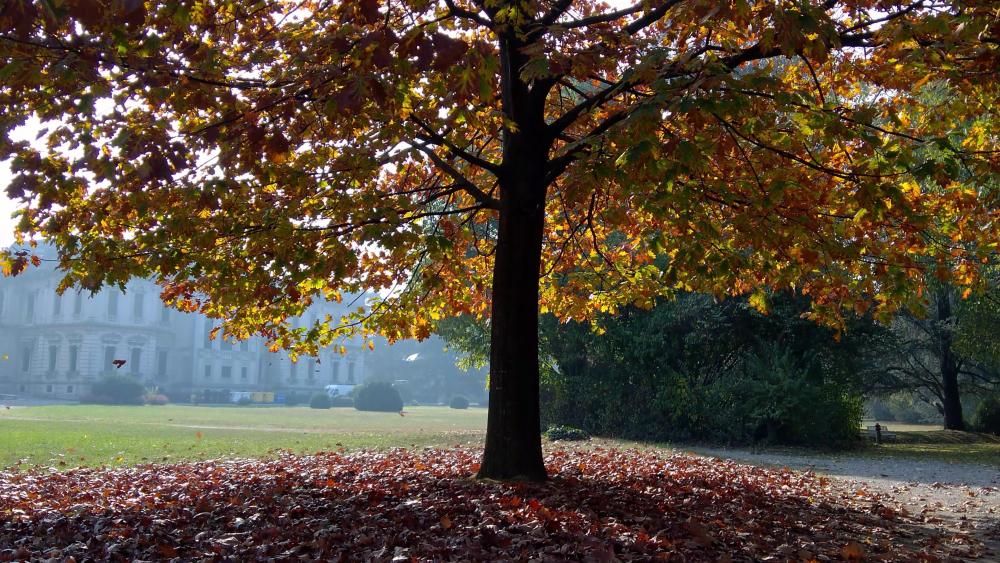 Autumn Harmony in Nature's Embrace wallpaper