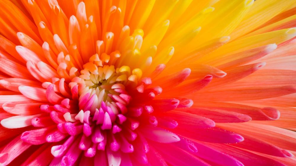 Colorful flower macro photo wallpaper