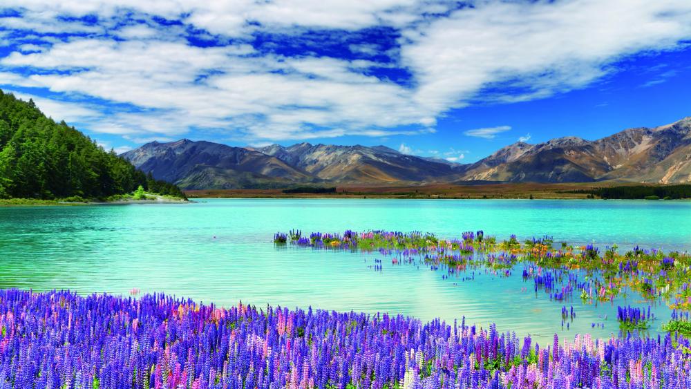 Lake Tekapo with lupin flowers wallpaper