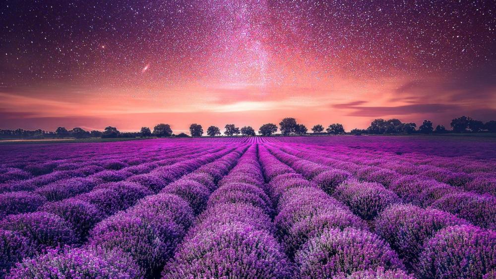 Purple lavender field wallpaper