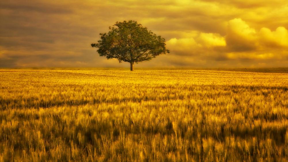 Lone tree in the golden hour wallpaper